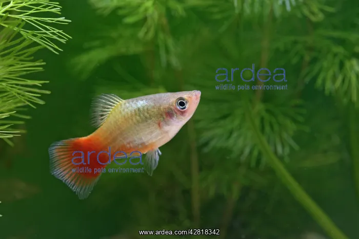 : Variatus Platy / Variegated Platy - male : Variatus Platy / Variegated Platy - male