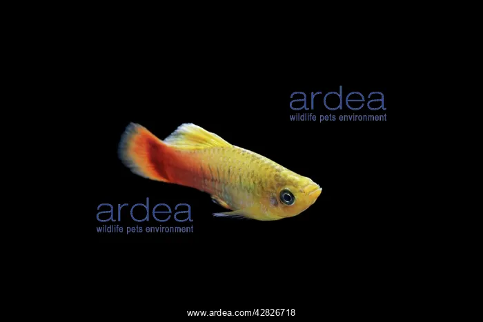 : Variatus Platy - side view : Variatus Platy - side view