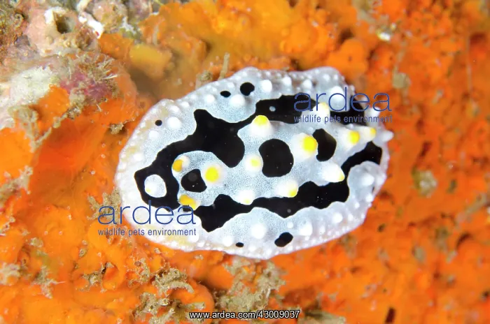 : Varicose Phyllidia Nudibranch on orange coral Nudi : Varicose Phyllidia Nudibranch on orange coral Nudi
