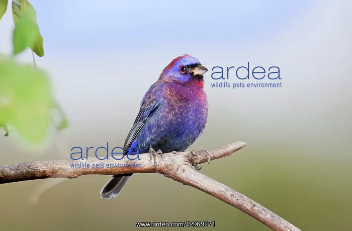 : Varied Bunting : Varied Bunting