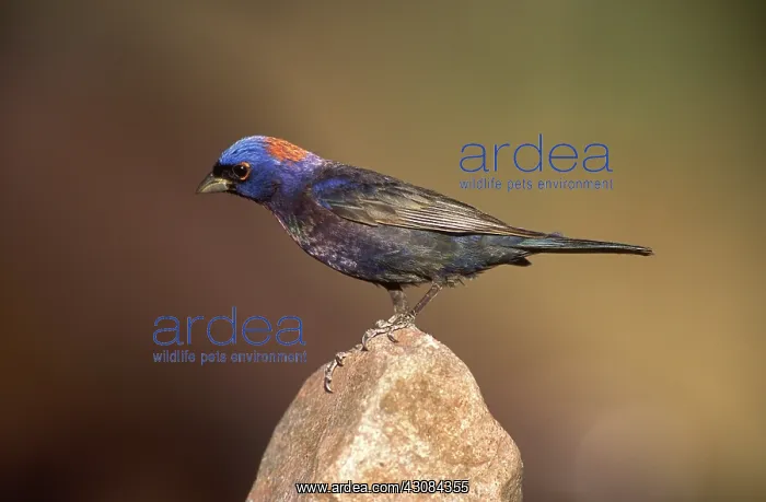 : Varied Bunting : Varied Bunting