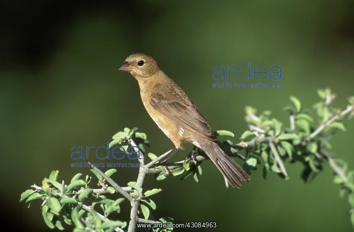 : Varied Bunting : Varied Bunting