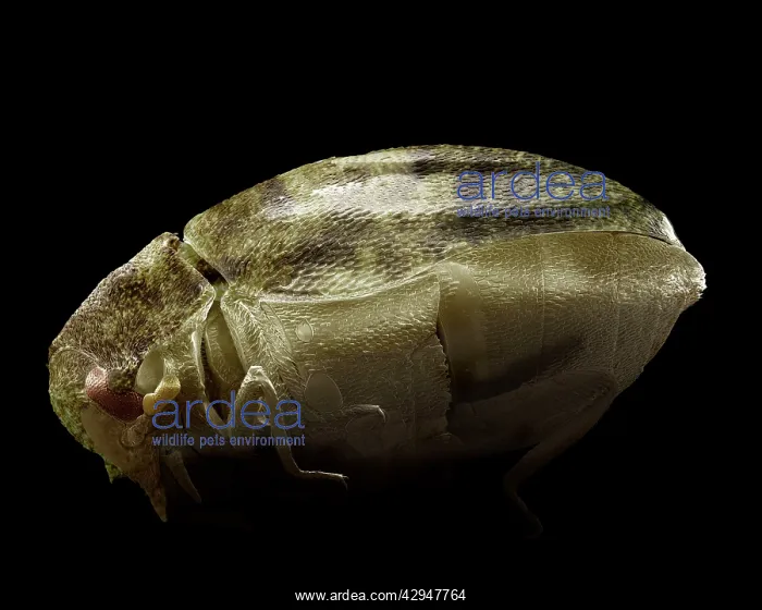 : Varied Carpet Beetle : Varied Carpet Beetle
