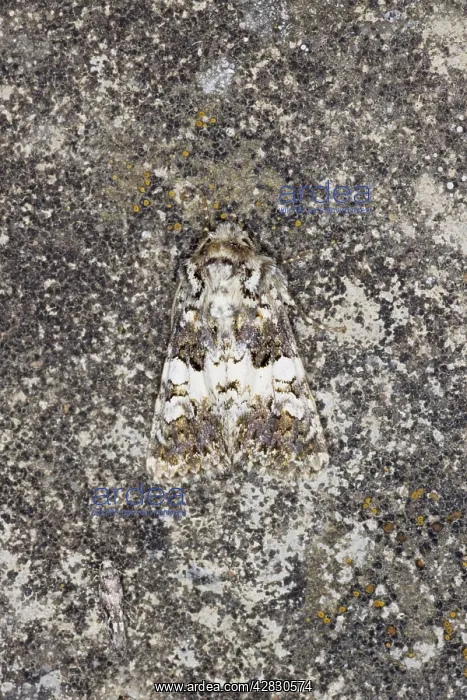 : Varied Coronet Moth : Varied Coronet Moth