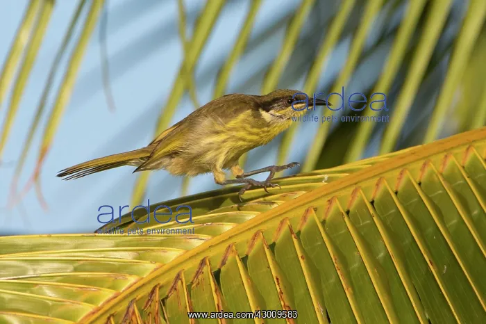 : Varied Honeyeater : Varied Honeyeater
