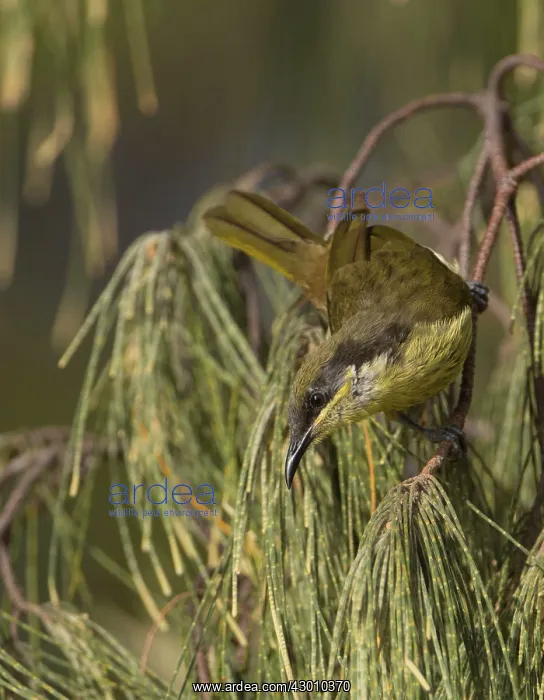 : Varied Honeyeater : Varied Honeyeater