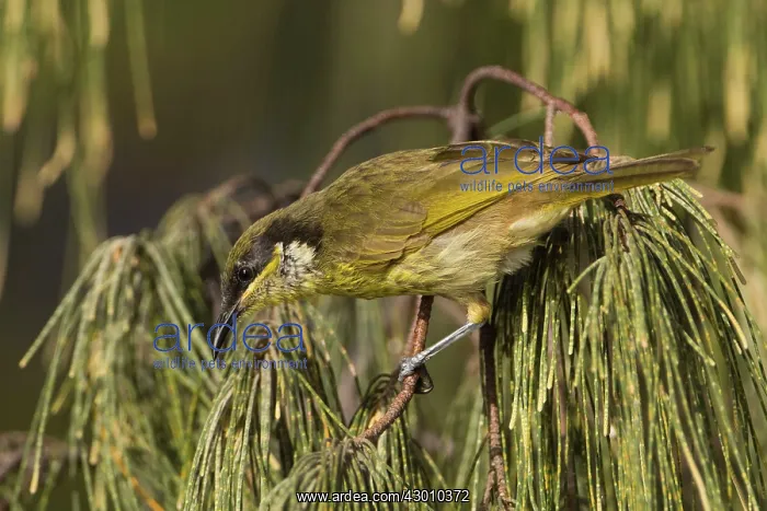 : Varied Honeyeater : Varied Honeyeater