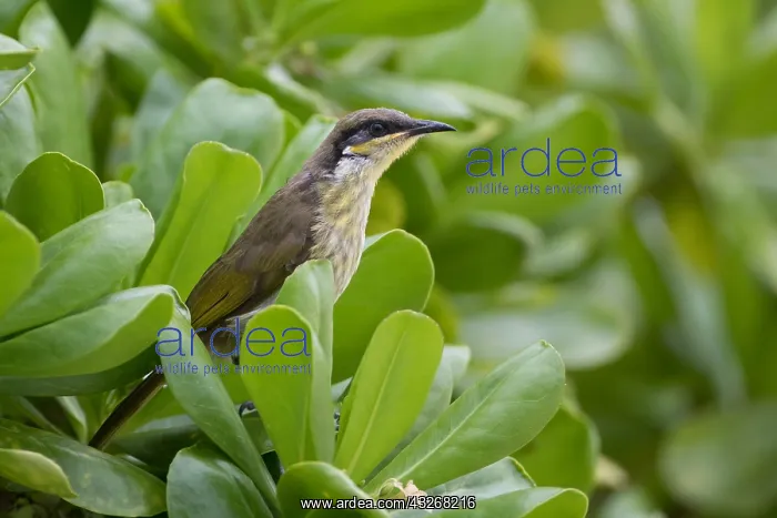 : Varied Honeyeater - Cairns Esplanade - Queensland : Varied Honeyeater - Cairns Esplanade - Queensland