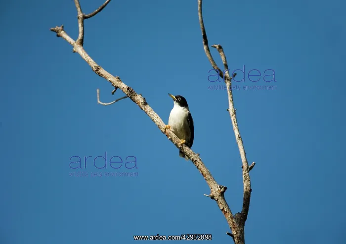 : Varied Sitella / White-winged Sitella : Varied Sitella / White-winged Sitella