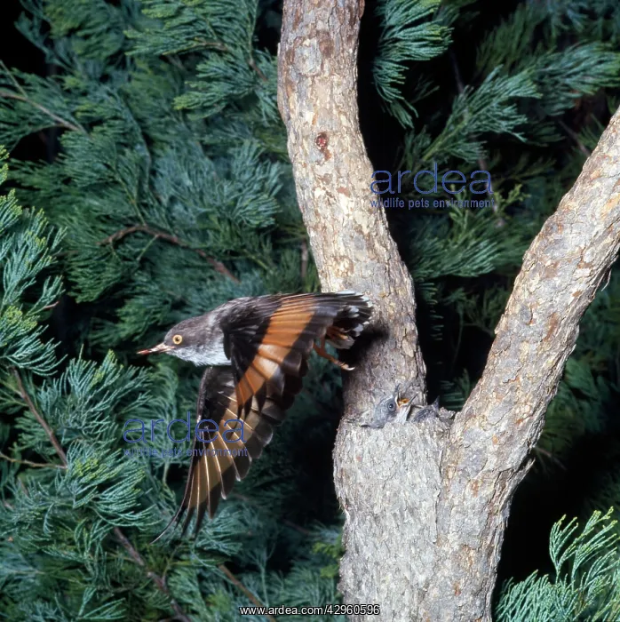: Varied Sittella / Orange-winged Sittella / Australian : Varied Sittella / Orange-winged Sittella / Australian
