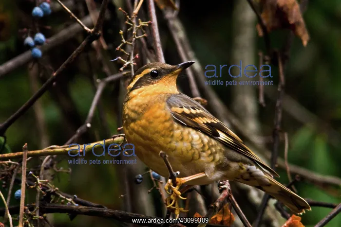 : Varied Thrush : Varied Thrush