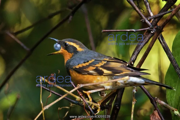 : Varied Thrush : Varied Thrush