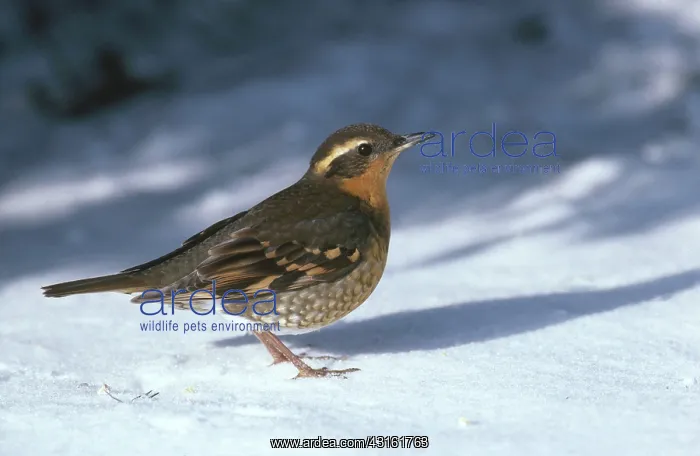 : Varied Thrush : Varied Thrush