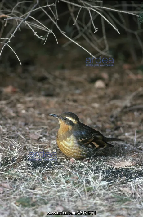 : Varied Thrush : Varied Thrush