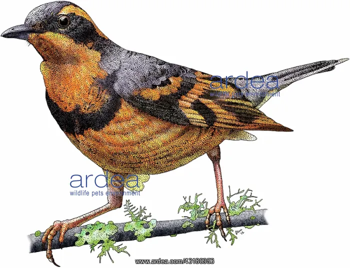 : Varied thrush : Varied thrush