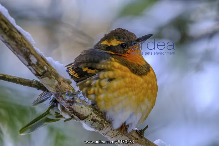 : A Varied Thrush (Ixoreus naevius) perched on a branch : A Varied Thrush (Ixoreus naevius) perched on a branch
