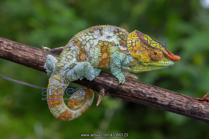 : Variegated chameleon (Calumma crypticum) near Ambositra : Variegated chameleon (Calumma crypticum) near Ambositra