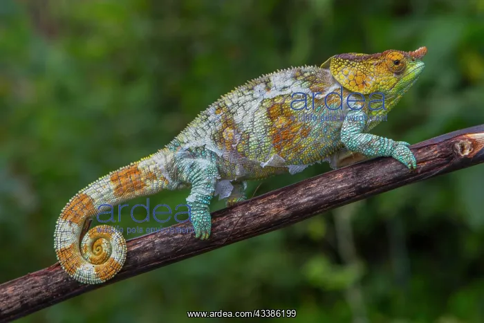 : Variegated chameleon (Calumma crypticum) near Ambositra : Variegated chameleon (Calumma crypticum) near Ambositra