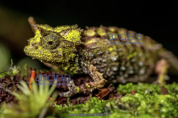 : Variegated Earth Chameleon (Brookesia vadoni), Marojejy : Variegated Earth Chameleon (Brookesia vadoni), Marojejy