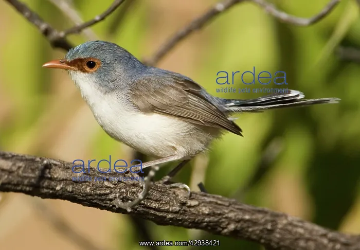 : Variegated Fairy-wren - female : Variegated Fairy-wren - female