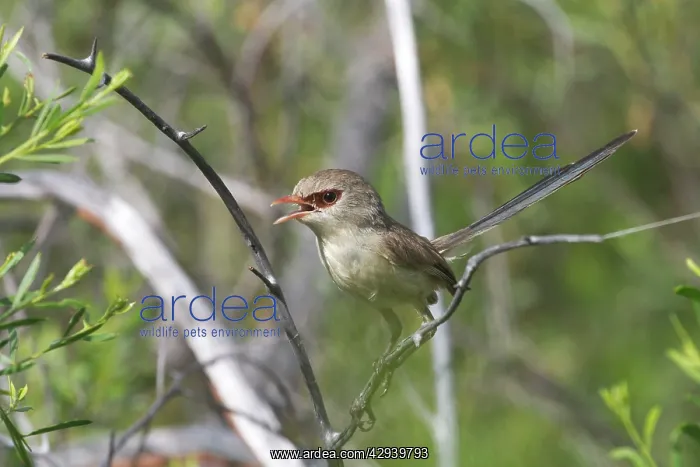 : Variegated Fairy-wren - female : Variegated Fairy-wren - female
