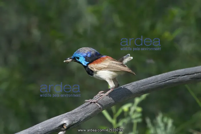 : Variegated Fairy-wren - Male with new tail starting to grow : Variegated Fairy-wren - Male with new tail starting to grow