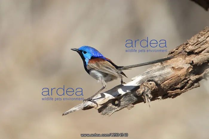 : Variegated Fairy-wren - male perched : Variegated Fairy-wren - male perched