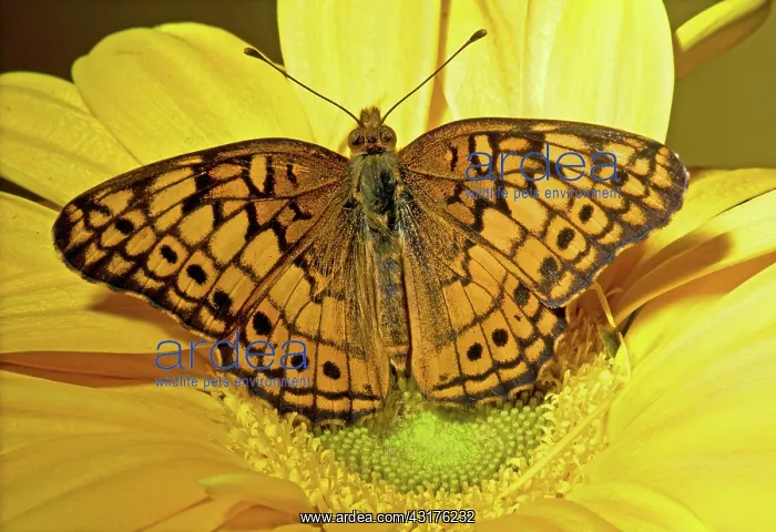 : Variegated Fritillary : Variegated Fritillary