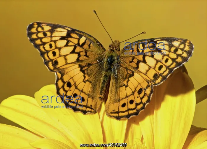 : Variegated Fritillary : Variegated Fritillary