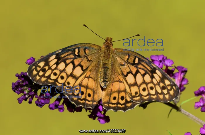 : Variegated Fritillary : Variegated Fritillary