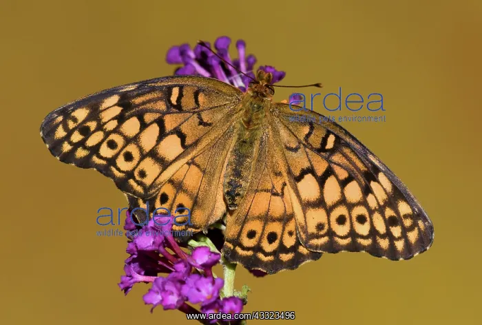 : Variegated Fritillary : Variegated Fritillary