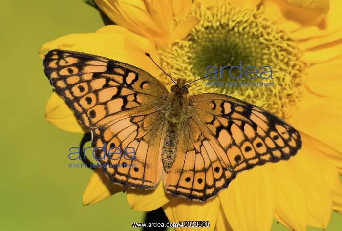 : Variegated Fritillary : Variegated Fritillary