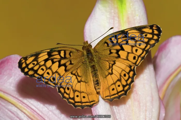 : Variegated Fritillary : Variegated Fritillary