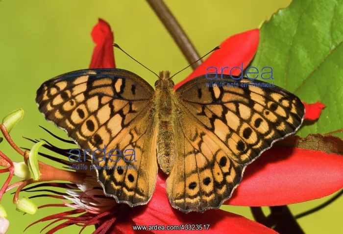 : Variegated Fritillary : Variegated Fritillary