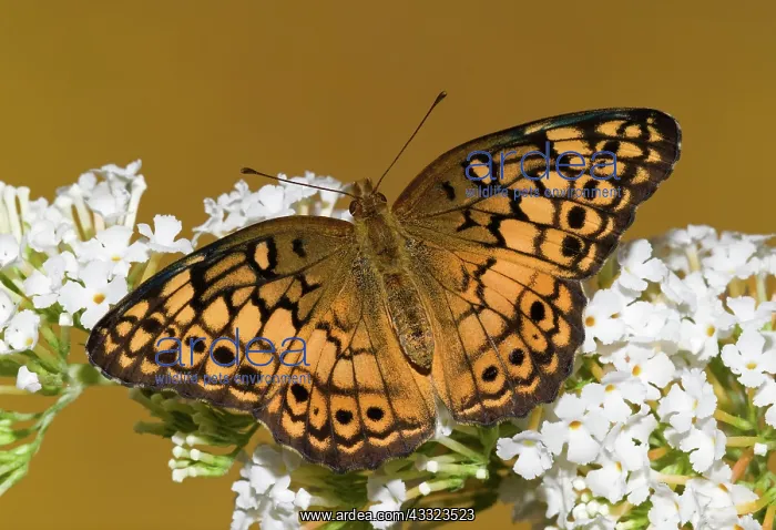 : Variegated Fritillary : Variegated Fritillary