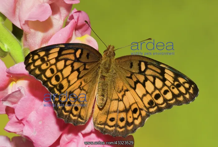 : Variegated Fritillary : Variegated Fritillary