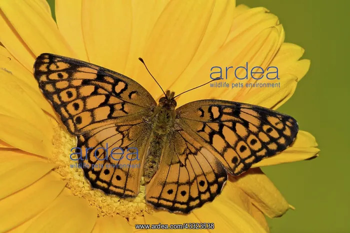 : Variegated Fritillary : Variegated Fritillary
