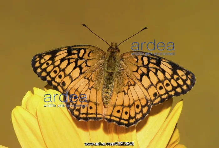 : Variegated Fritillary : Variegated Fritillary