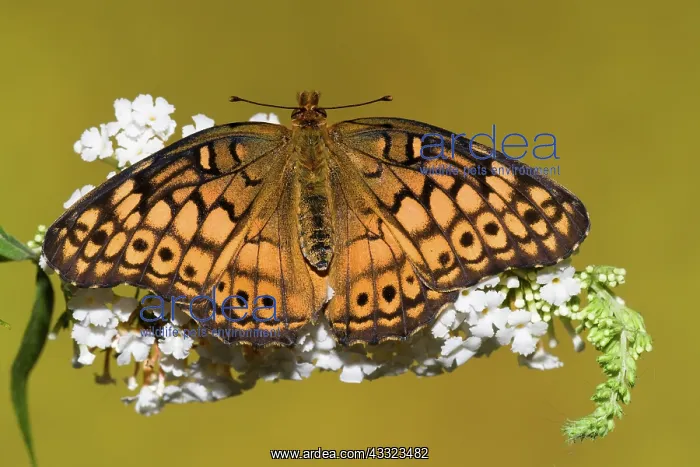 : Variegated Fritillary Butterfly : Variegated Fritillary Butterfly