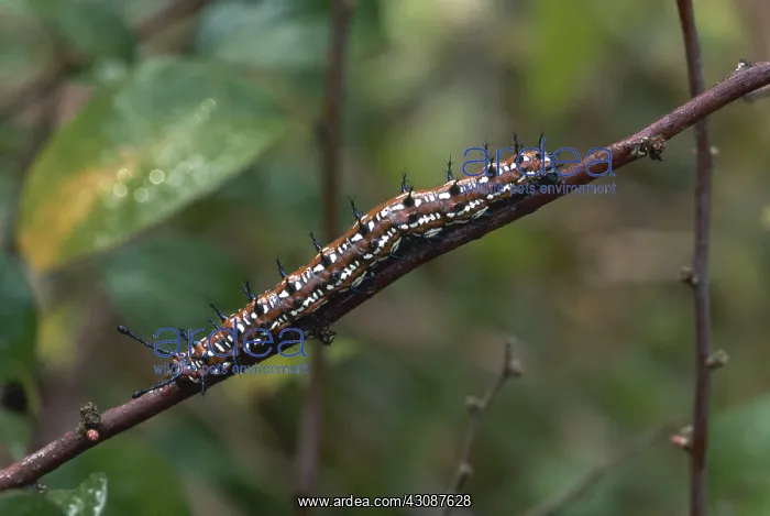 : Variegated Fritillary Caterpillar : Variegated Fritillary Caterpillar