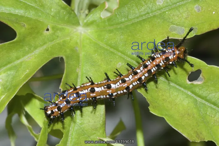 : Variegated fritillary caterpillar : Variegated fritillary caterpillar