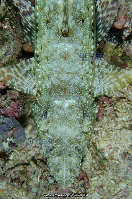 : Variegated Lizardfish - Demak dive site, Bangka : Variegated Lizardfish - Demak dive site, Bangka