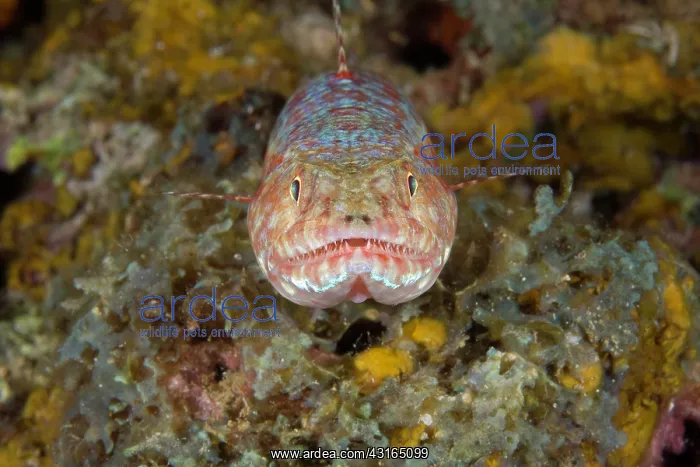 : Variegated lizardfish - Han Reef dive site Gili Air Lombok I : Variegated lizardfish - Han Reef dive site Gili Air Lombok I