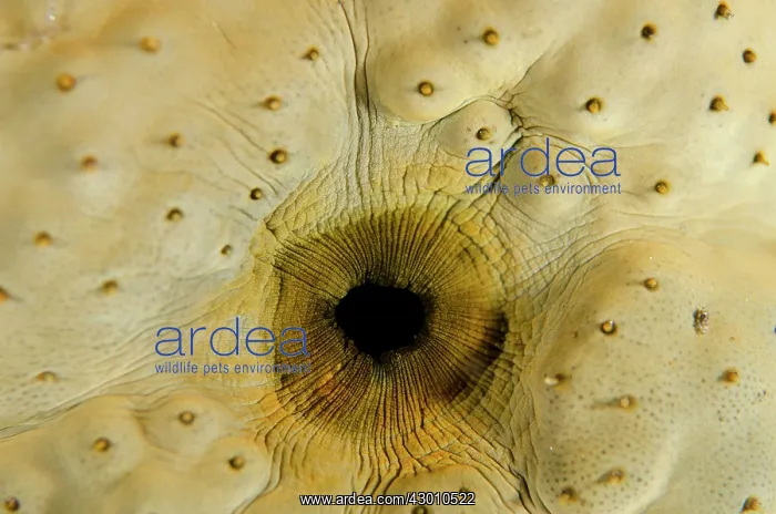 : Variegated Sea Cucumber anus on night dive TK1 dive : Variegated Sea Cucumber anus on night dive TK1 dive