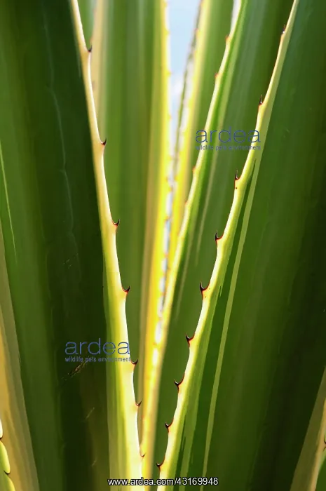 : Variegated Sword Lily, Furcraea selloa var. marginata, close : Variegated Sword Lily, Furcraea selloa var. marginata, close