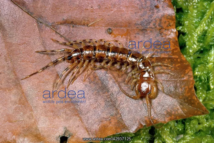 : Variegated Woodland Centipede : Variegated Woodland Centipede