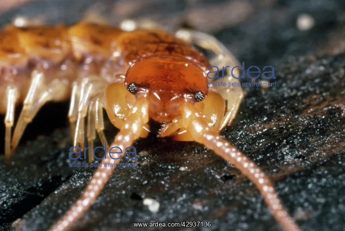 : Variegated Woodland Centipede - close-up of head : Variegated Woodland Centipede - close-up of head