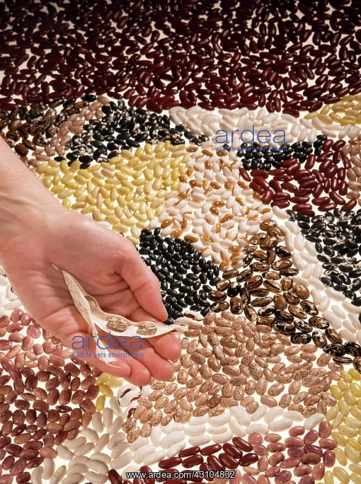 : Many Varieties of Beans : Many Varieties of Beans