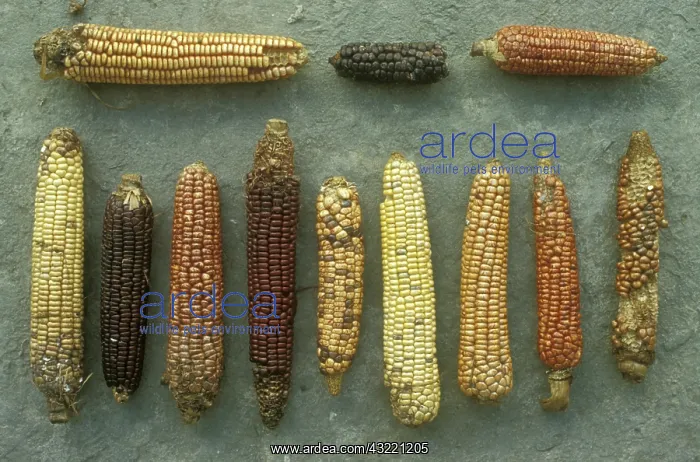 : Maize. Varieties and hybrids of maize cultivated by Indians via slash-and-burn : Maize. Varieties and hybrids of maize cultivated by Indians via slash-and-burn