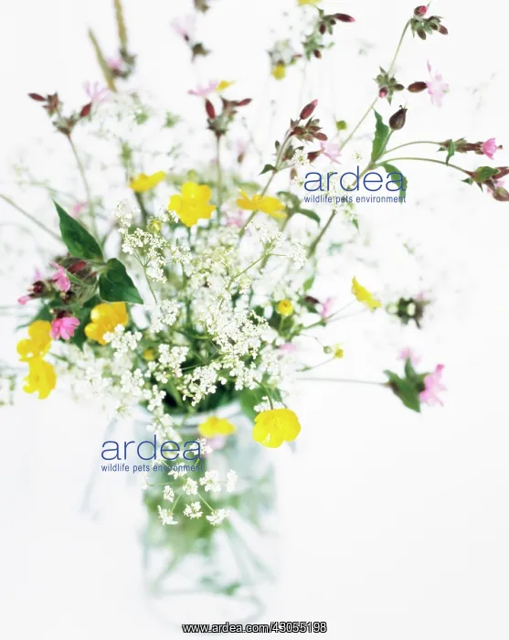: varieties not identified : varieties not identified